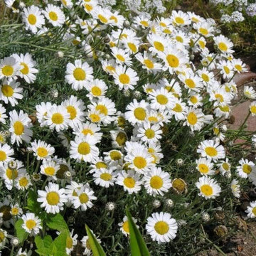 RHODANTHEMUM species (Available Now)