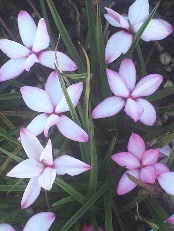 Rhodohypoxis baurii 'Picta' – Red Star