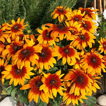 Rudbeckia hirta 'Cappuccino' – Black-Eyed Susan