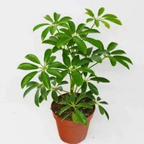 SCHEFFLERA arboricola 'Mini' (Mini Dwarf Umbrella Plant)