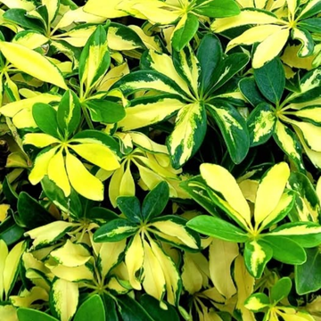 SCHEFFLERA arboricola 'Trinette' (Variegated Umbrella Plant)