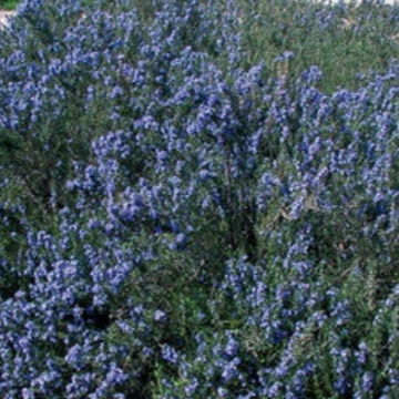 Rosmarinus officinalis 'Blue Lagoon' – Rosemary