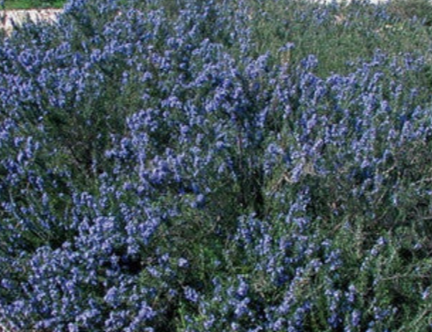 Rosmarinus officinalis 'Blue Lagoon' – Rosemary