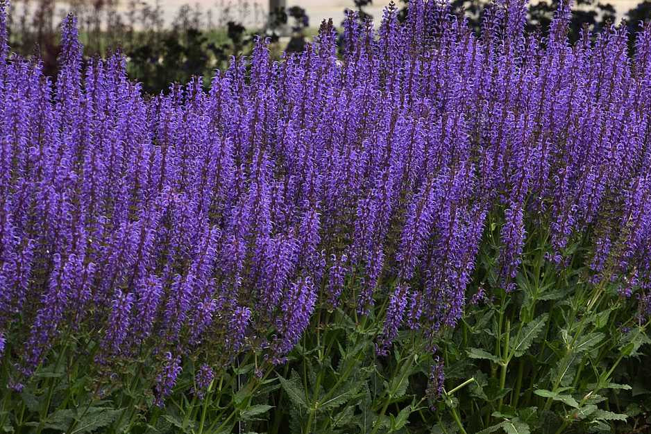 Salvia nemerosa 'Blue by you' – Meadow Sage