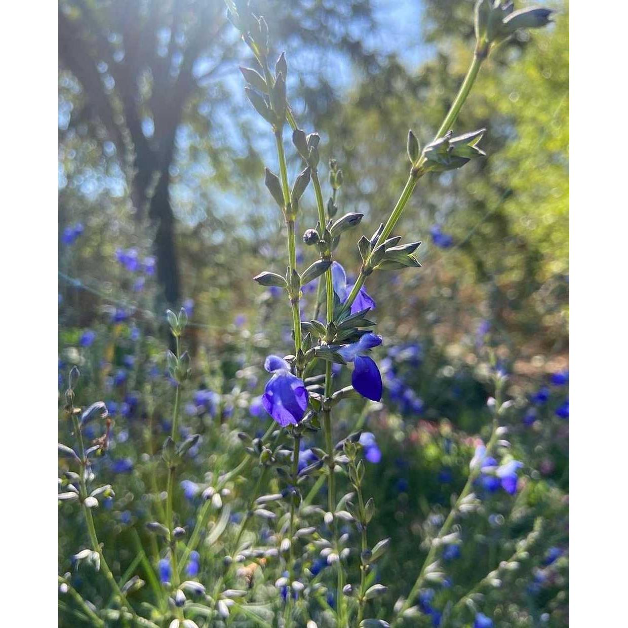 Salvia reptans 'Blue Willow' – West Texas Cobalt Sage