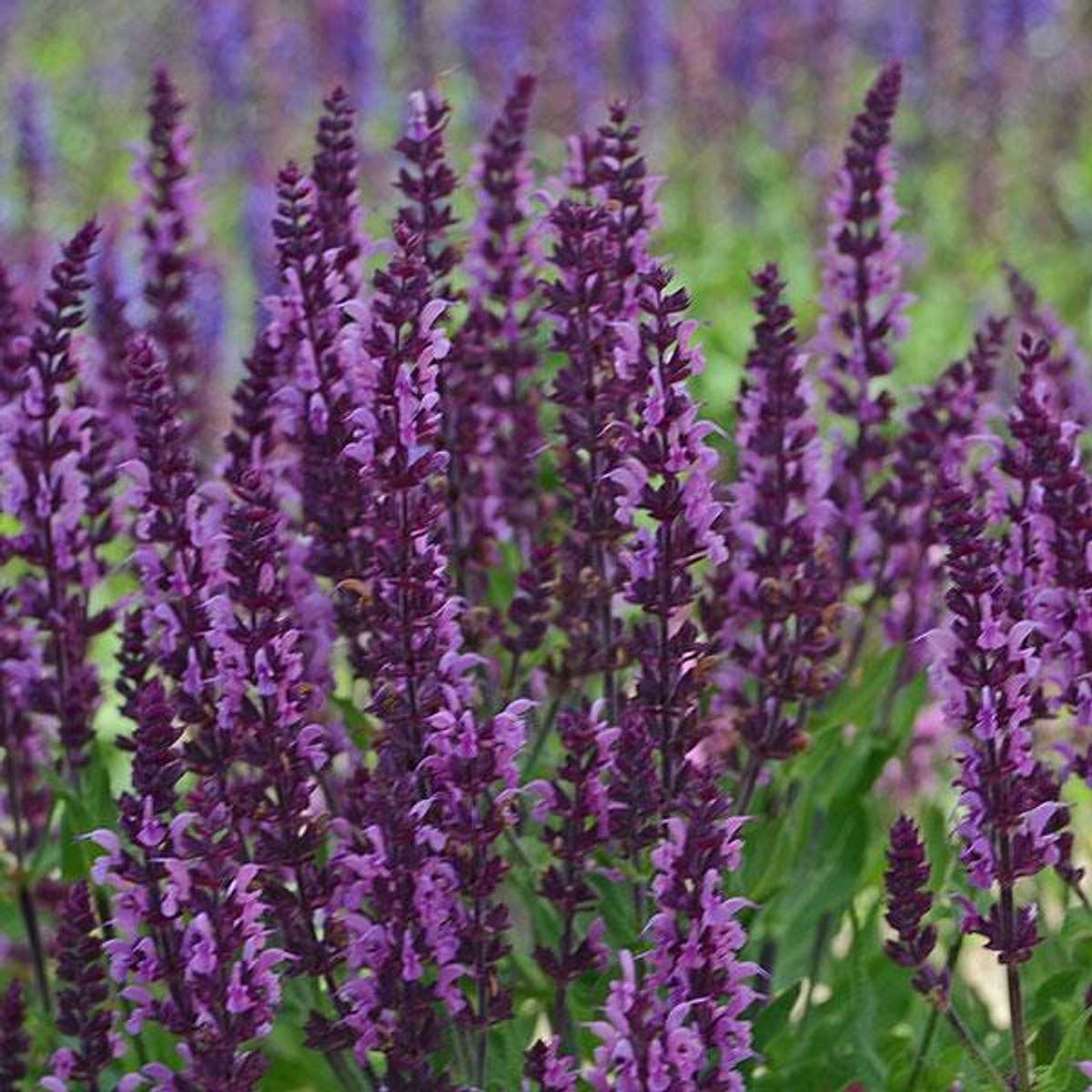 Salvia nemerosa 'Bumbleberry' – Meadow Sage