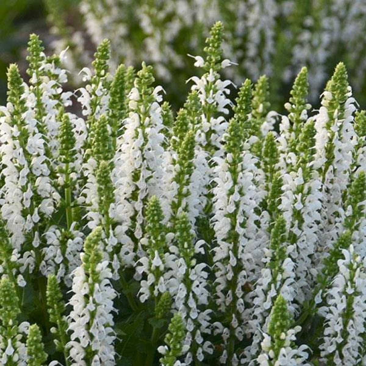 Salvia nemerosa 'Bumblesnow' – Meadow Sage