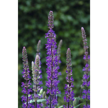 Salvia nemerosa 'Caramia' – Meadow Sage