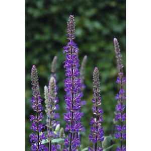 Salvia nemerosa 'Caramia' – Meadow Sage