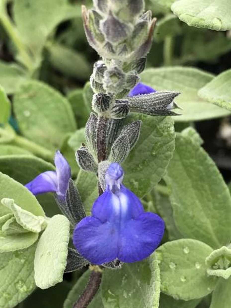 Salvia chamaedryoides – Germander Sage
