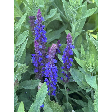 SALVIA nemorosa 'East Friesland' ('Ostfriesland') (Available Now)