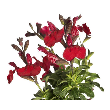 Salvia x jamensis VIBE 'Ignition Cranberry' – Jame Sage Perennial