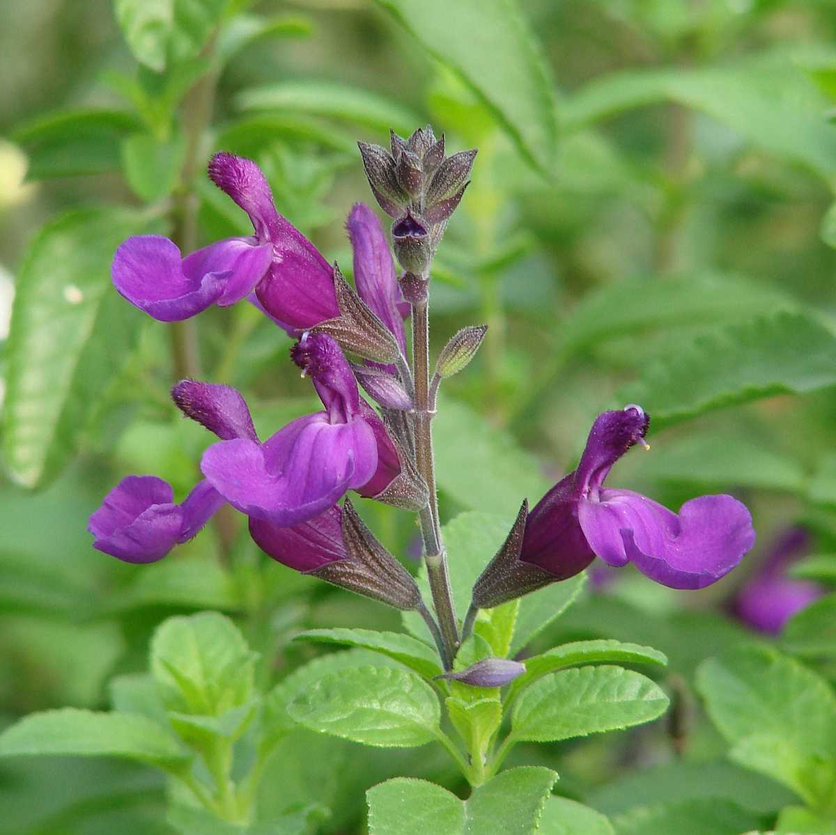 Salvia x jamensis VIBE 'Ignition Purple' – Jame Sage
