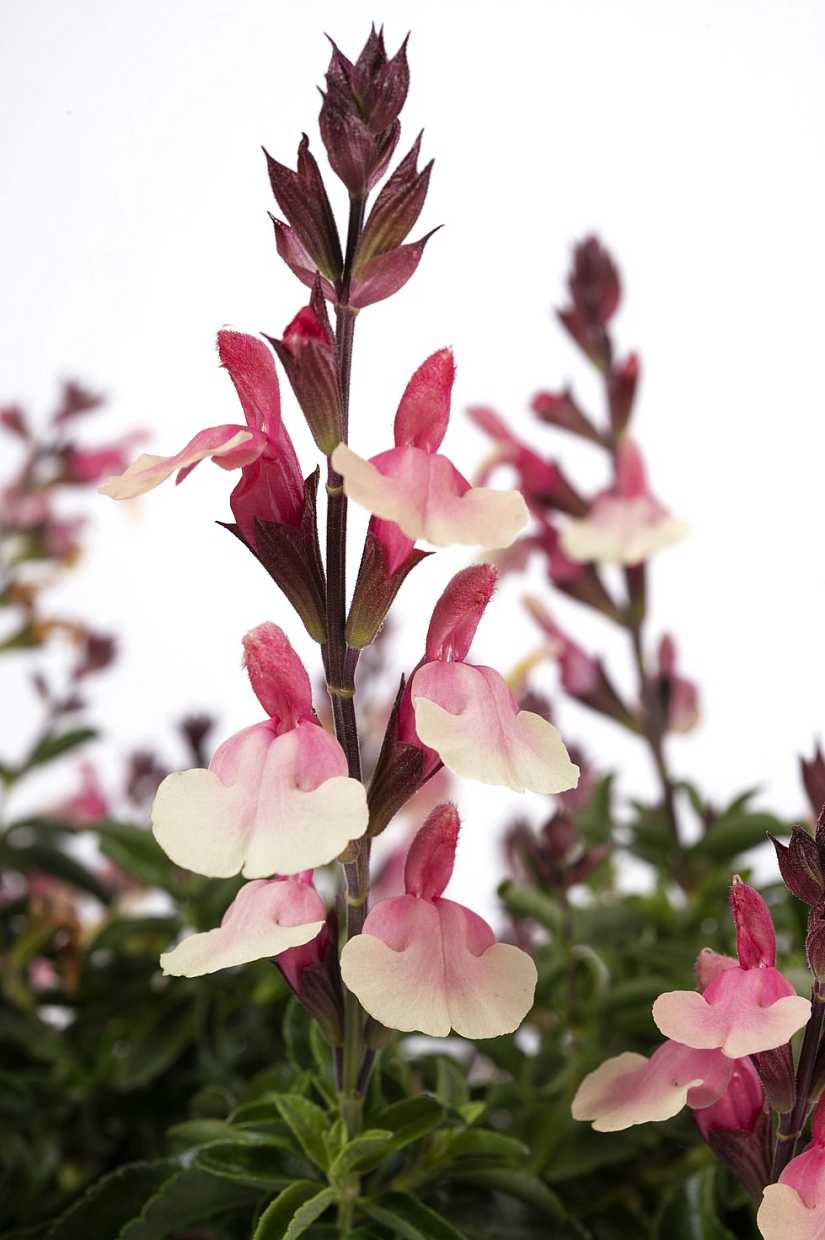 Salvia x jamensis VIBE 'Ignition Sunrise' – Jame Sage Perennial