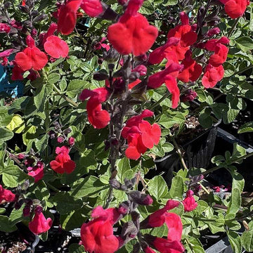 Salvia 'Royal Bumble' – Autumn Sage