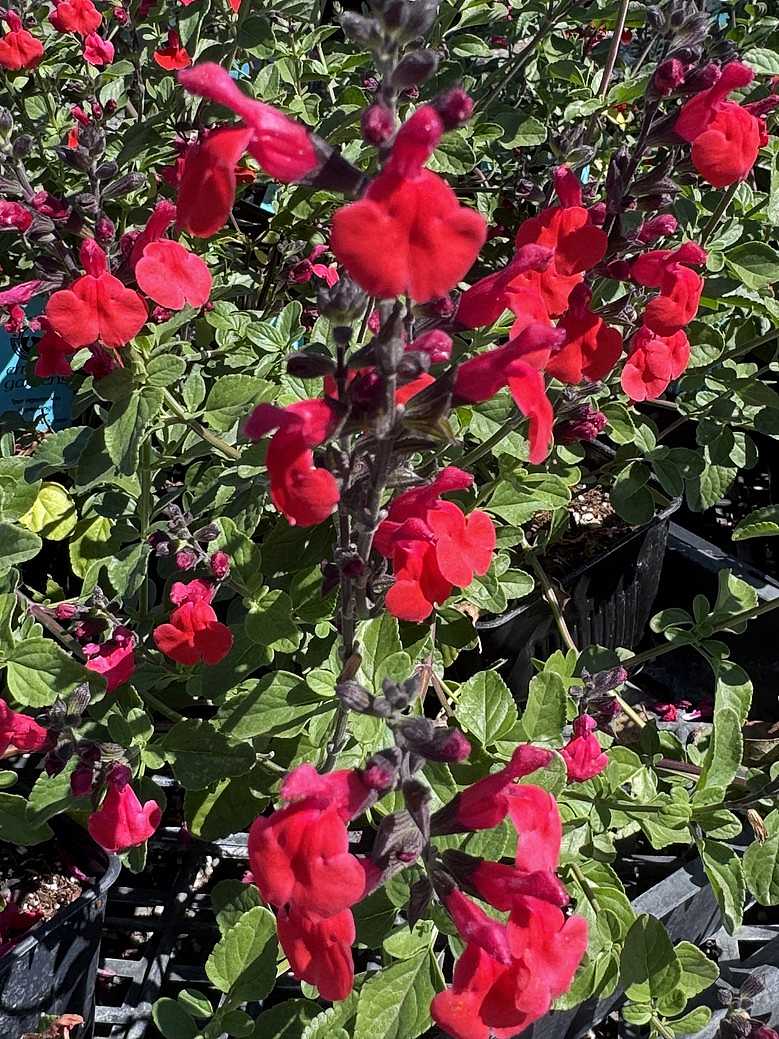 Salvia 'Royal Bumble' – Autumn Sage