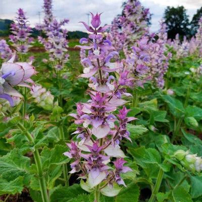 Salvia sclarea – Clary Sage