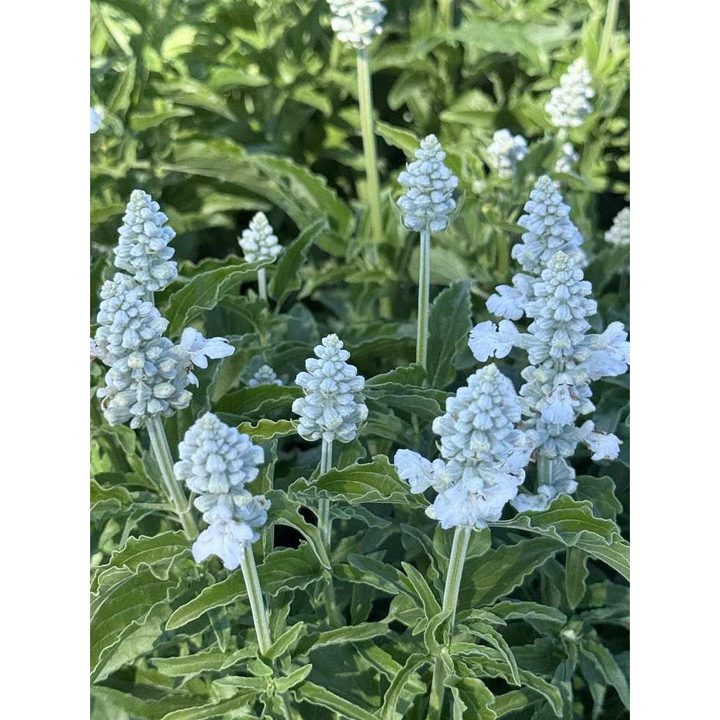 Salvia farinacea 'Sallyfun Pure White' – Mealycup Sage