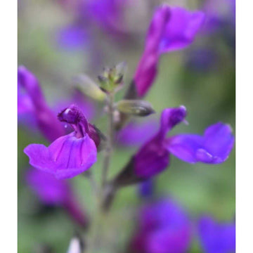 SALVIA hybrid 'Tanami Blue' (Available Now)