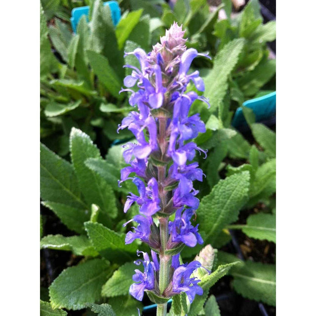 Salvia x sylvestris 'Blue Hills' – Wood Sage