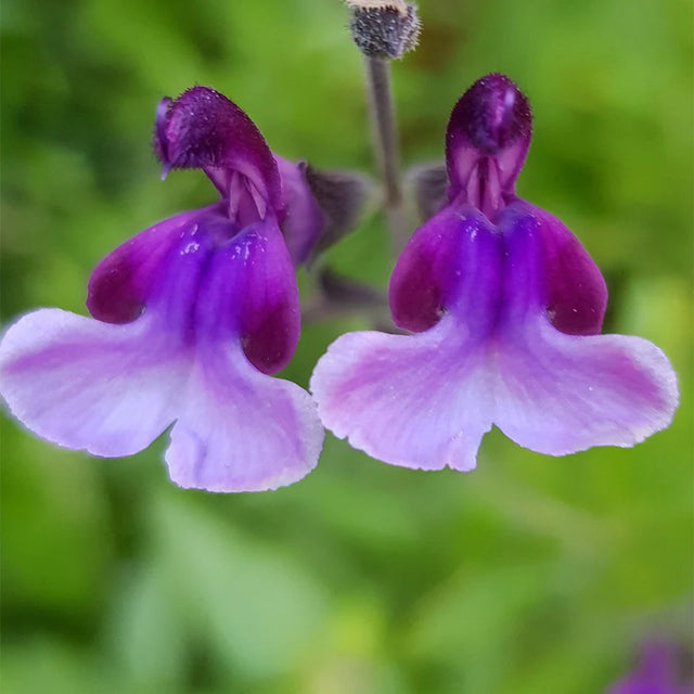 Salvia gr. 'Oriental Dove' – Autumn Sage