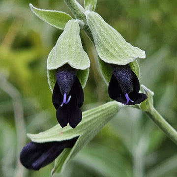 SALVIA discolor