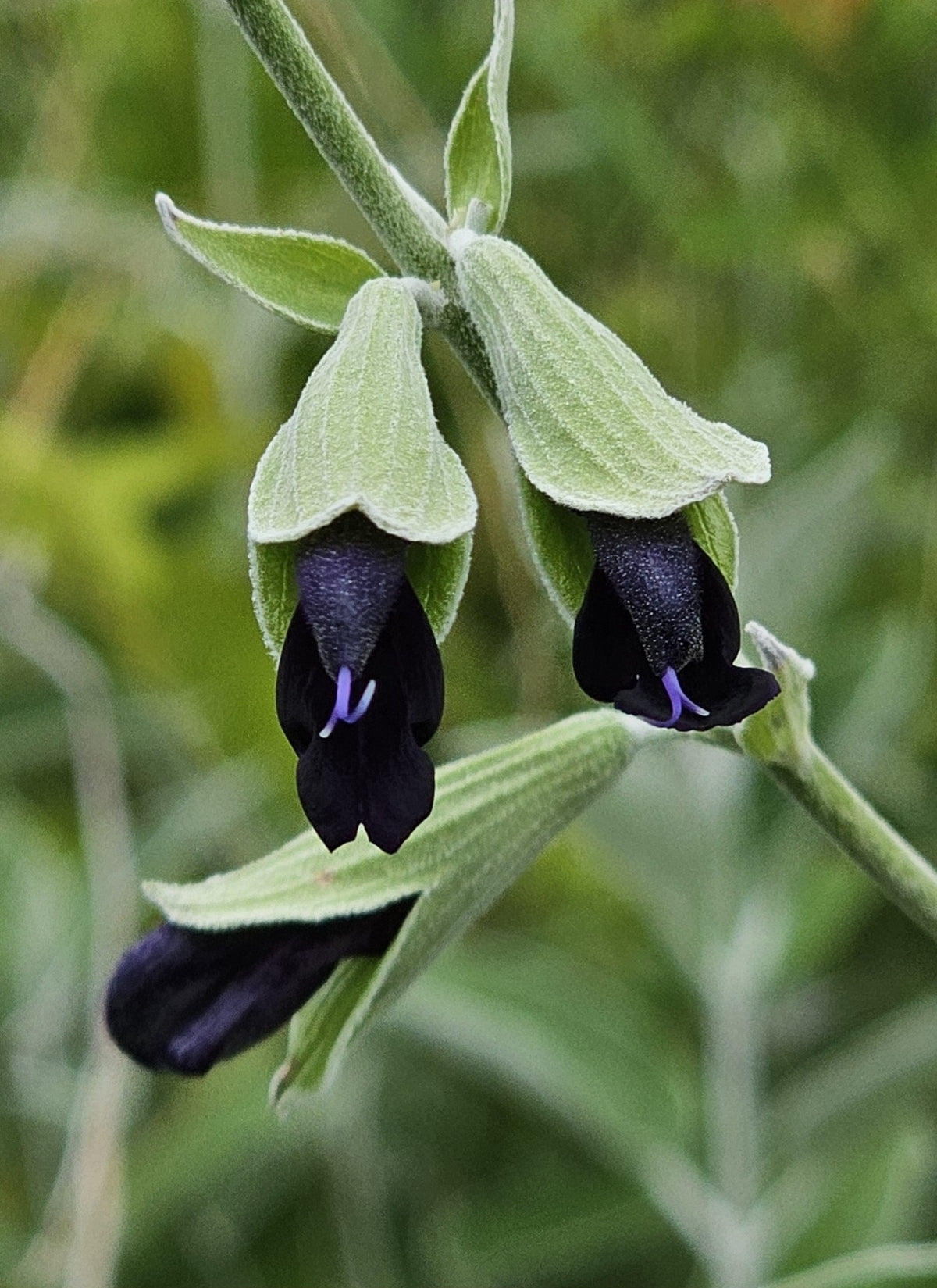 SALVIA discolor