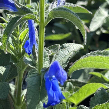 SALVIA patens