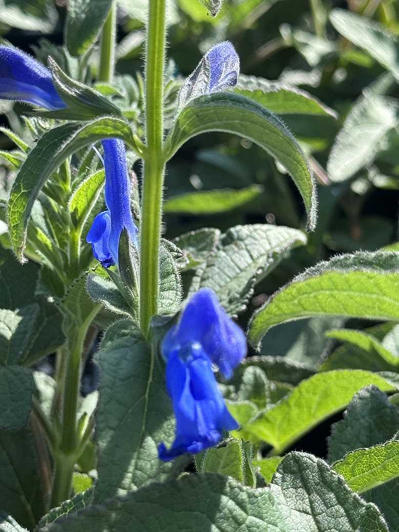 SALVIA patens