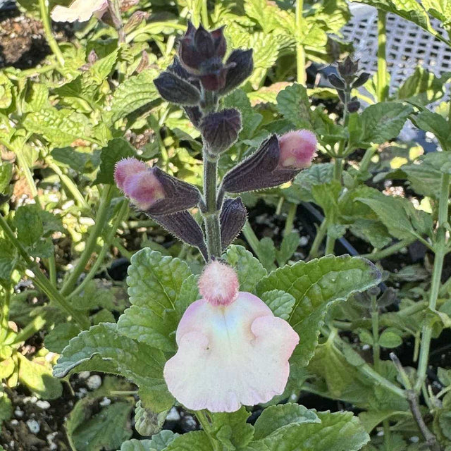 Salvia x 'Peaches' – Sage