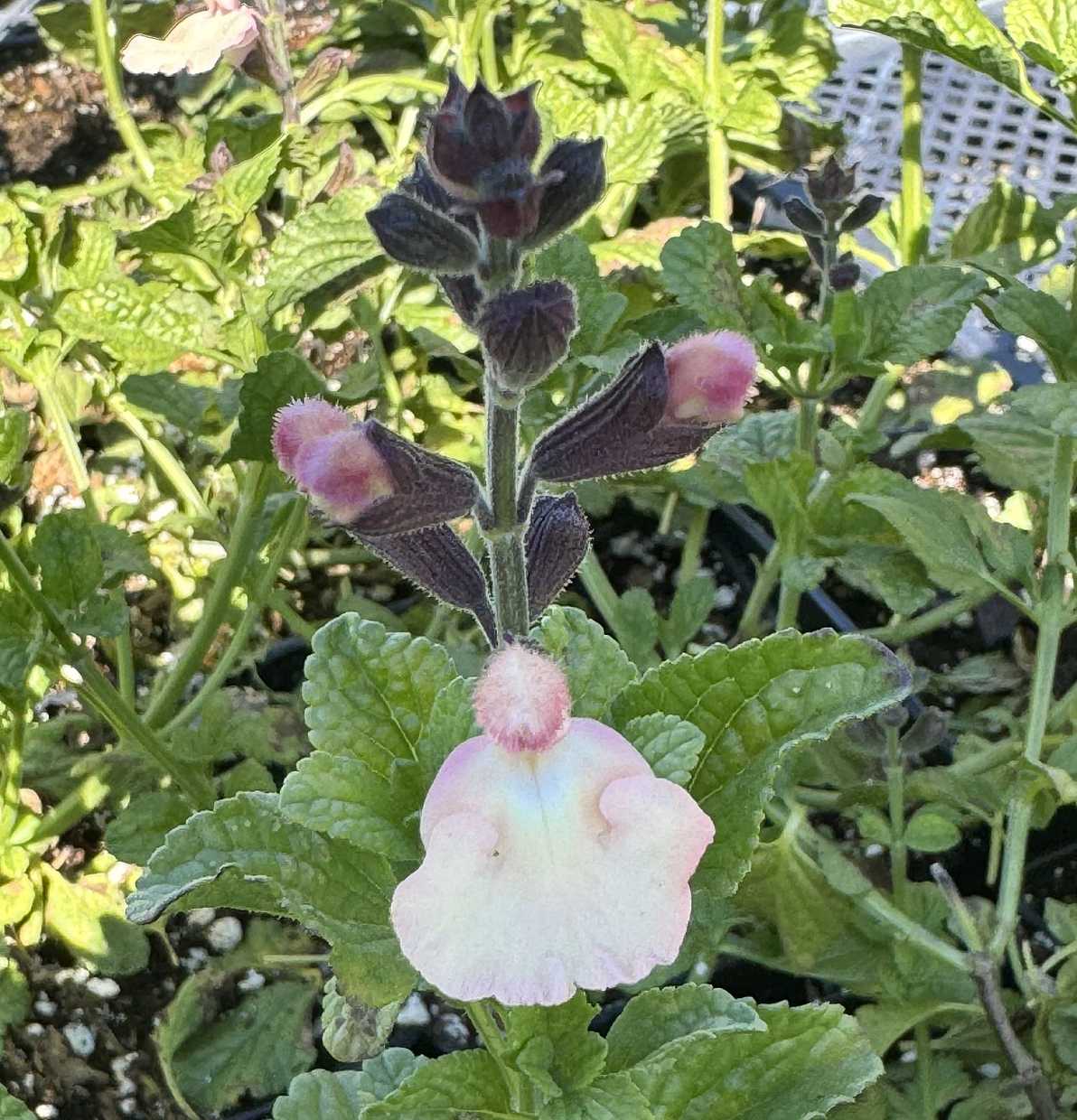 Salvia x 'Peaches' – Sage