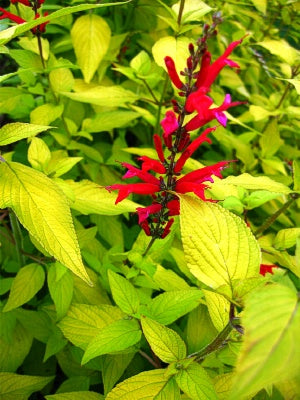 Salvia elegans 'Golden Delicious' – Golden Pineapple Sage