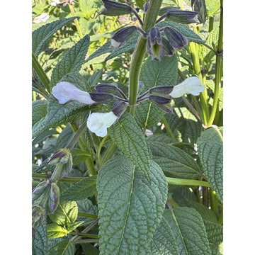 Salvia 'Waverly' – Sage