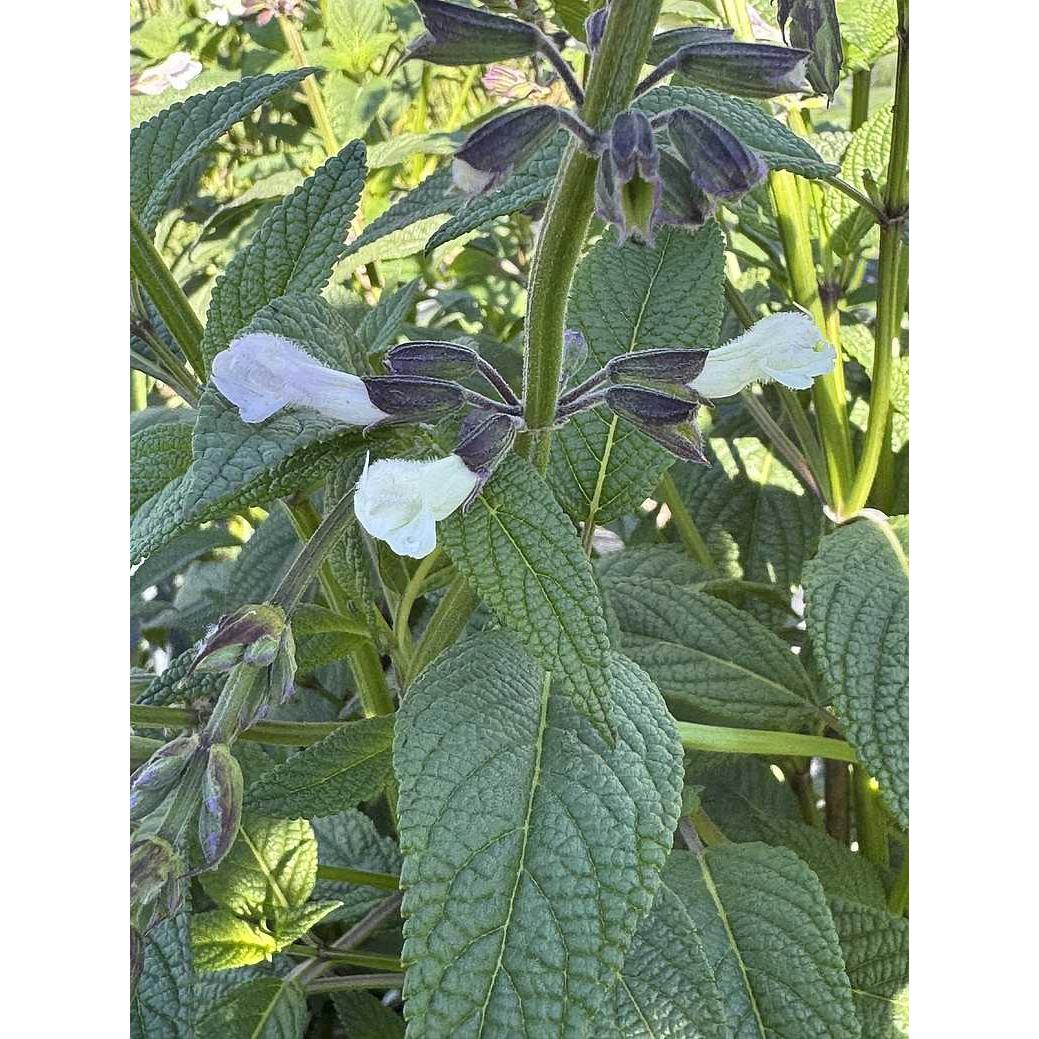 Salvia 'Waverly' – Sage
