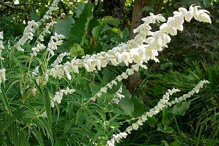 Salvia leucantha 'White Mischief' – White Mexican Bush Sage