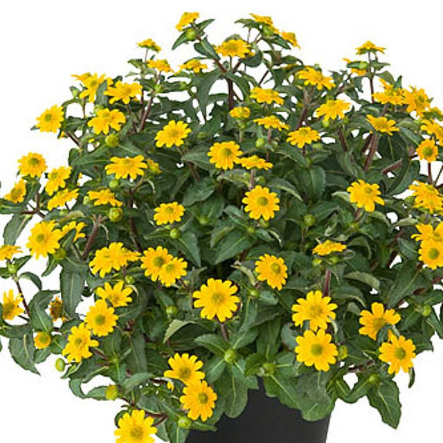 Sanvitalia procumbens 'Goldbini' – Creeping Zinnia
