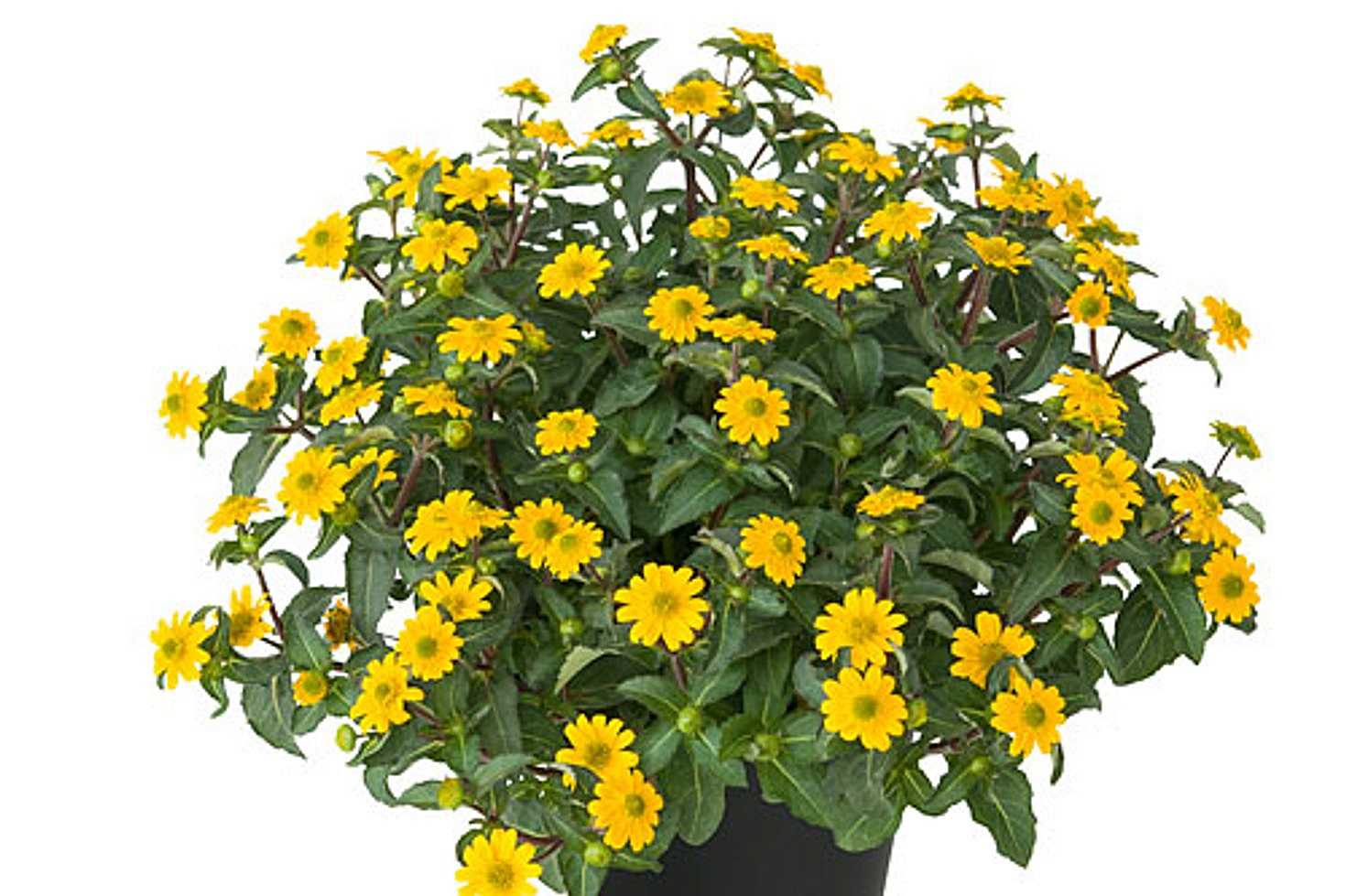 Sanvitalia procumbens 'Goldbini' – Creeping Zinnia