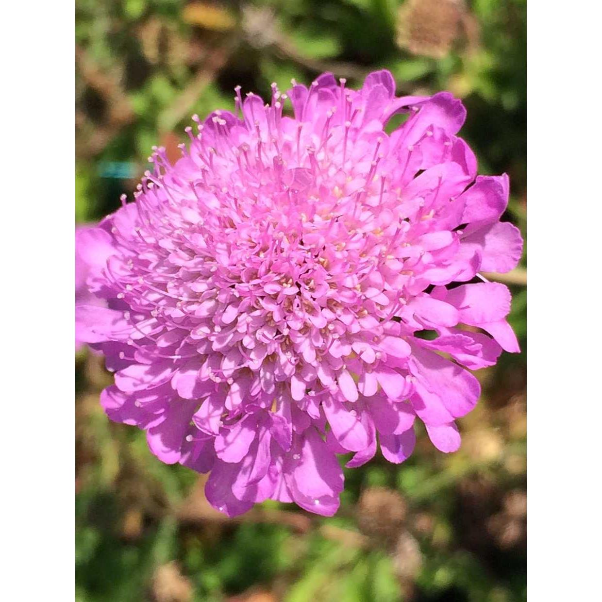 Scabiosa columbaria 'Pink Mist' – Pincushion Flower