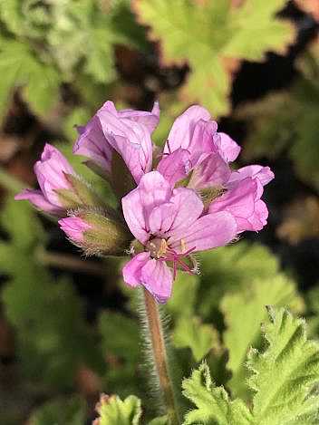 Pelargonium 'Attar of Rose' – Rose-Scented Geranium