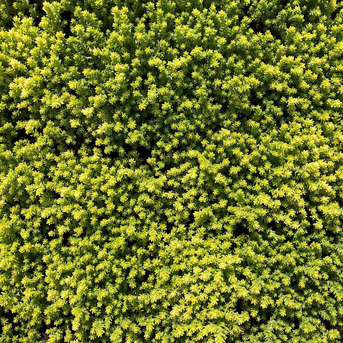 Sedum acre 'Aureum' – Golden Stonecrop