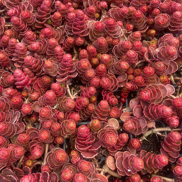 Sedum spurium 'Dragon's Blood' – Stonecrop