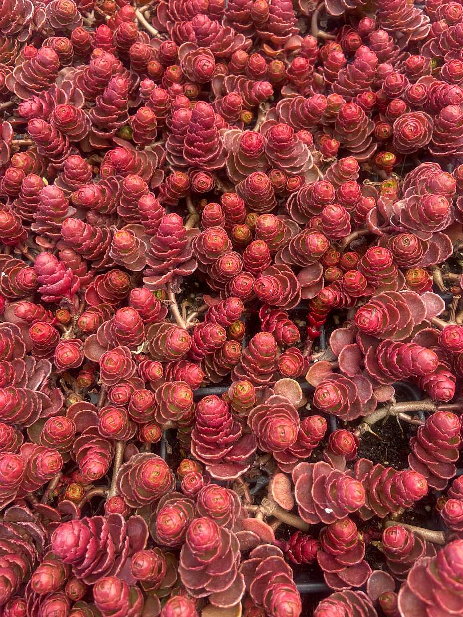 Sedum spurium 'Dragon's Blood' – Stonecrop