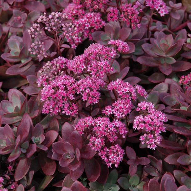 Sedum 'Firecracker' – Stonecrop