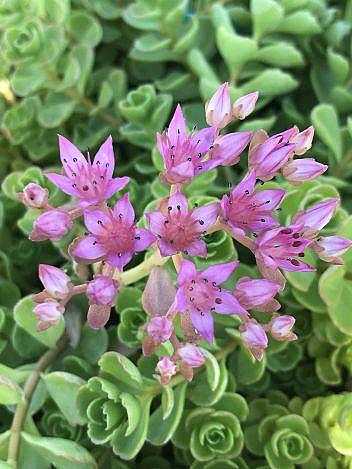 Sedum spurium 'John Creech' – Stonecrop