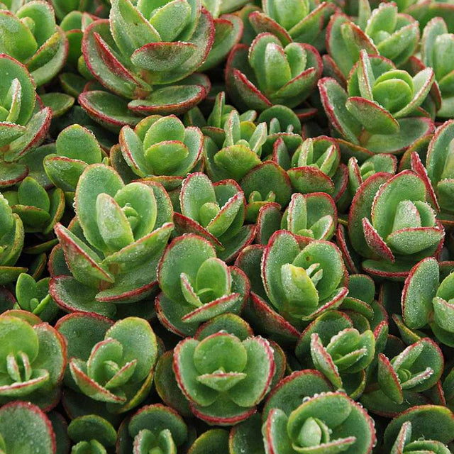Sedum rupestre 'Sunsparkler Lime Zinger'