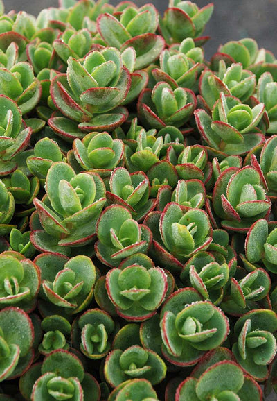 Sedum rupestre 'Sunsparkler Lime Zinger'