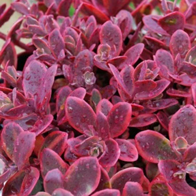 Sedum rupestre 'Sunsparkler Wildfire' – Stonecrop