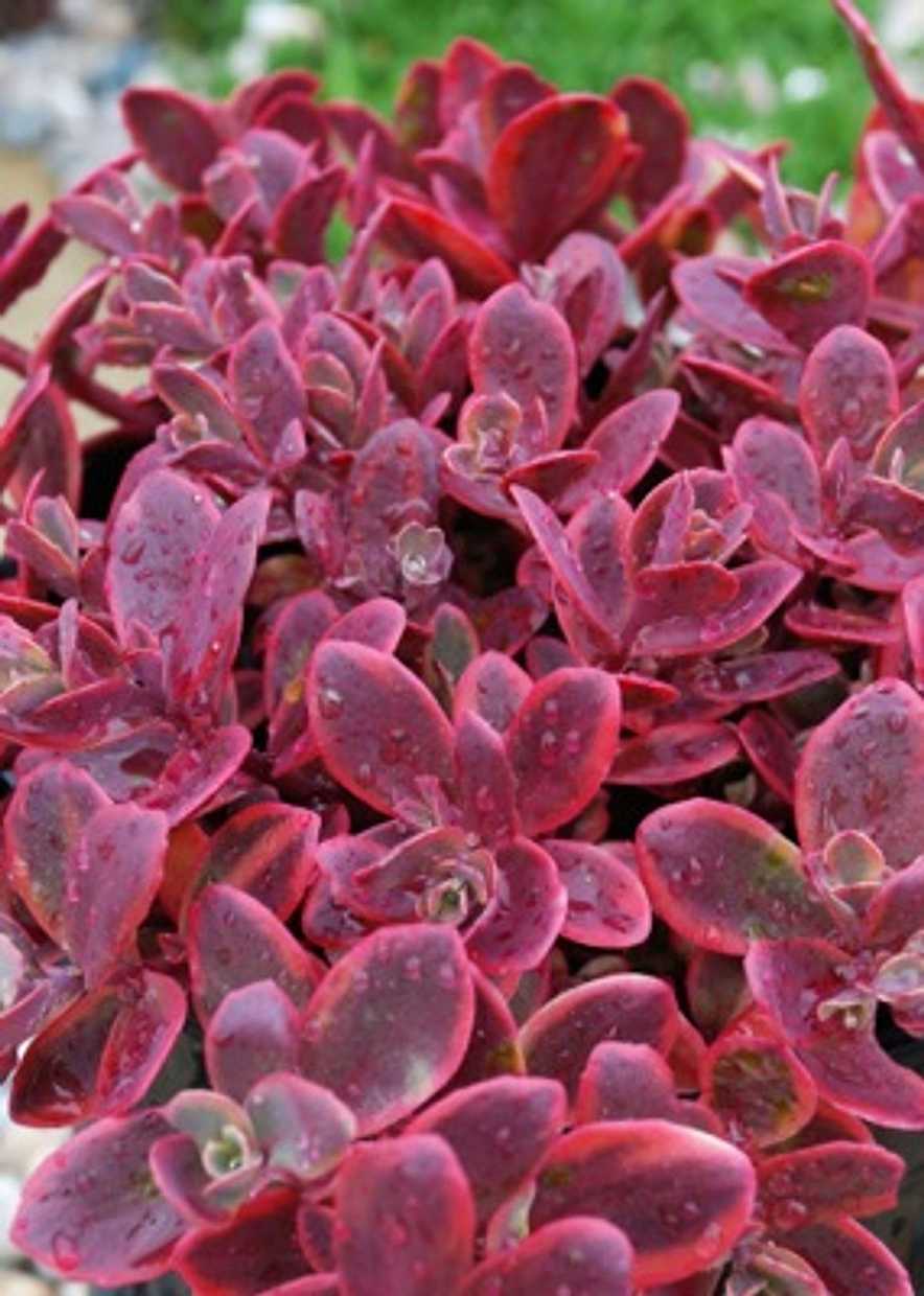 Sedum rupestre 'Sunsparkler Wildfire' – Stonecrop