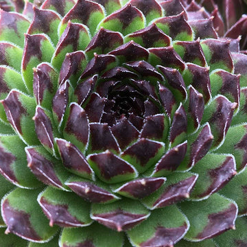 Sempervivum 'Chick Charms Appletini' – Hens and Chicks