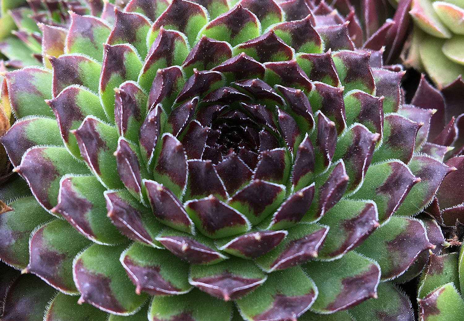 Sempervivum 'Chick Charms Appletini' – Hens and Chicks